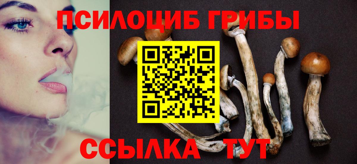 Галлюциногенные грибы Psilocybe Кондопога